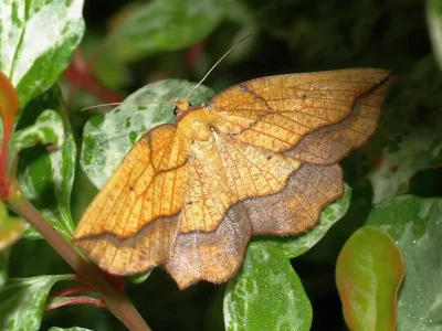 Epione repandaria