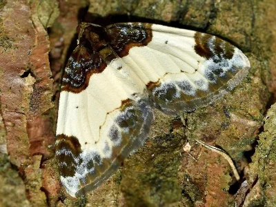 Mesoleuca albicillata