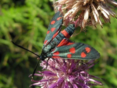 Zygaena (Zygaena) ephialtes