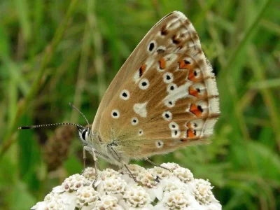 Polyommatus (Lysandra) coridon