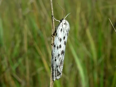 Coscinia cribraria
