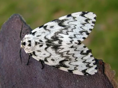 Lymantria (Lymantria) monacha