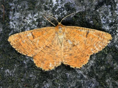Angerona prunaria