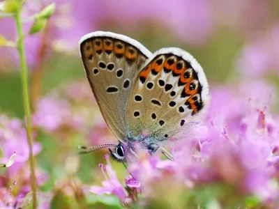 Plebejus (Lycaeides) idas