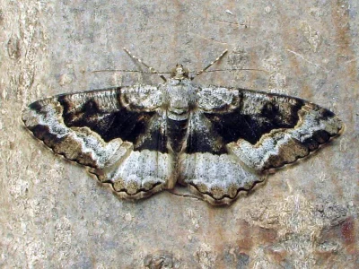 Alcis repandata