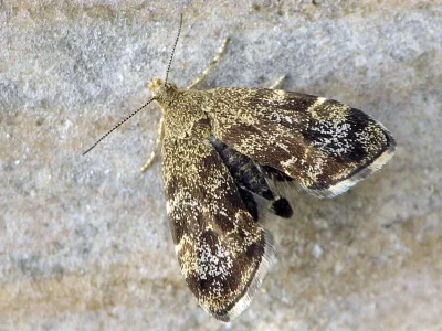Anthophila fabriciana