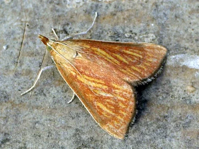 Nascia cilialis