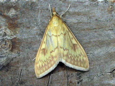 Ostrinia nubilalis