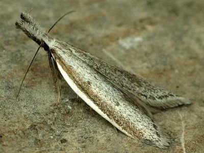 Pleurota (Pleurota) bicostella