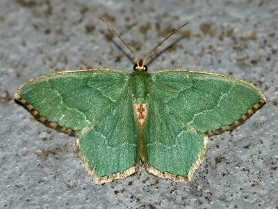Hemithea aestivaria