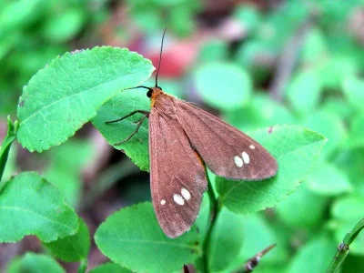 Dysauxes (Dysauxes) ancilla