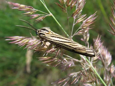 Spiris striata