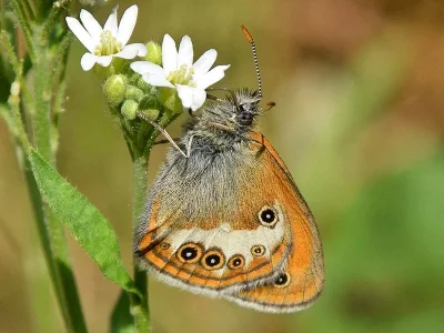 Coenonympha arcania