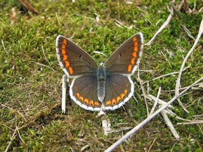 Aricia (Aricia) agestis