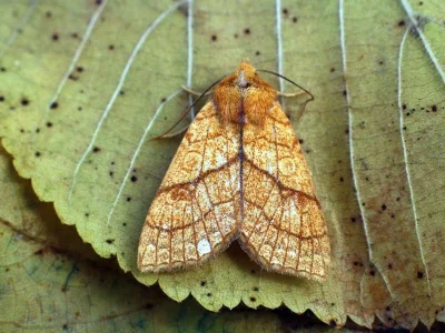 Tiliacea citrago