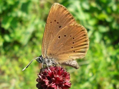 Phengaris nausithous