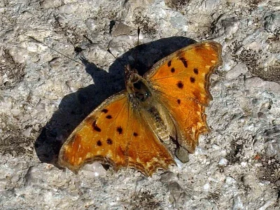 Polygonia egea