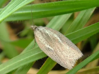 Acleris rufana