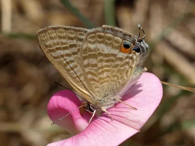 Lampides boeticus
