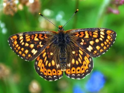 Euphydryas (Eurodryas) aurinia