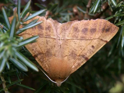 Colotois pennaria