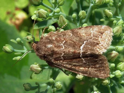 Thalpophila matura