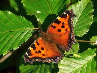 Nymphalis (Nymphalis) xanthomelas