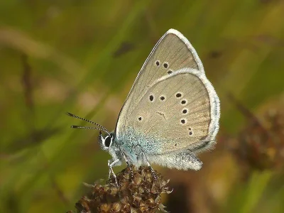 Cyaniris semiargus
