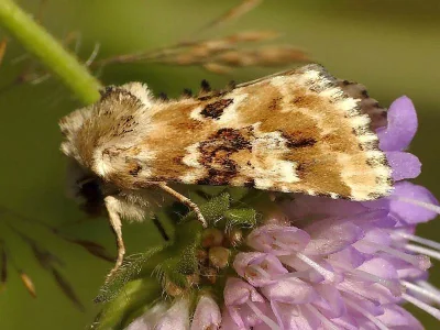 Eremobia ochroleuca