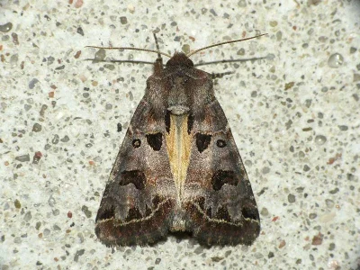 Hyssia cavernosa