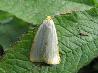 Cybosia mesomella
