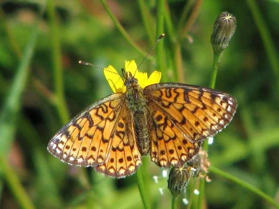 Boloria (Clossiana) selene