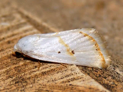 Eublemma (Eublemma) pura