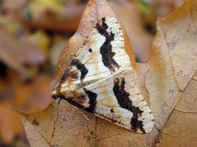 Erannis defoliaria