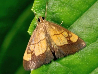 Evergestis limbata