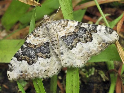 Epirrhoe galiata