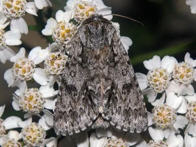 Acronicta (Viminia) auricoma