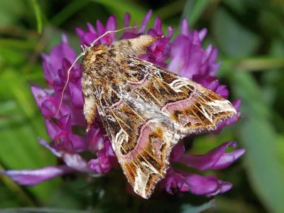 Callopistria juventina