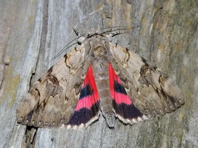 Catocala electa