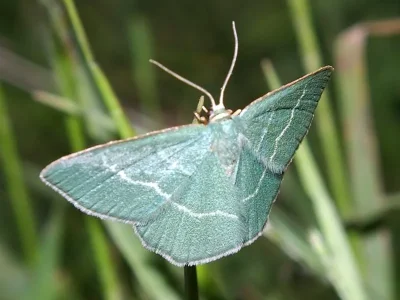 Chlorissa cloraria