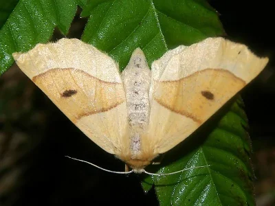 Crocallis elinguaria