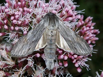 Cucullia lucifuga