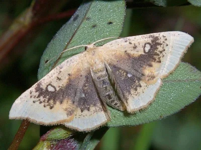Cyclophora (Cyclophora) albiocellaria