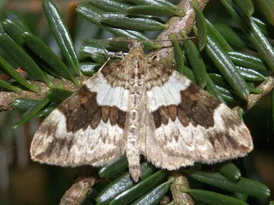 Thera britannica