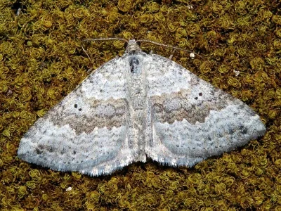 Scotopteryx bipunctaria