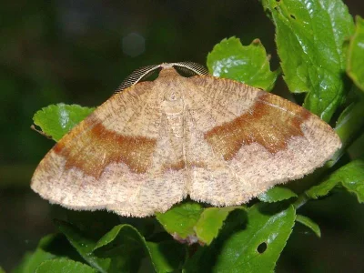 Plagodis pulveraria