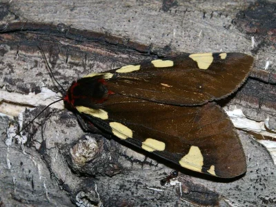 Arctia matronula