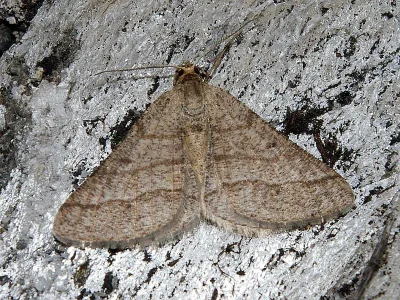 Isturgia murinaria