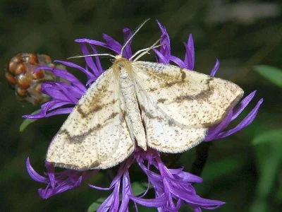 Hypoxystis pluviaria