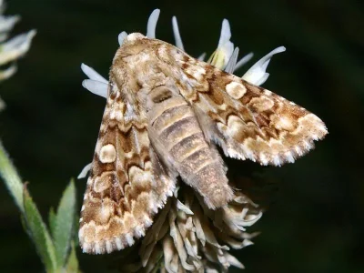 Hadena (Anepia) irregularis